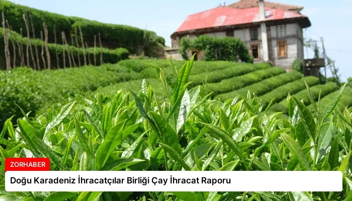 Doğu Karadeniz İhracatçılar Birliği Çay İhracat Raporu