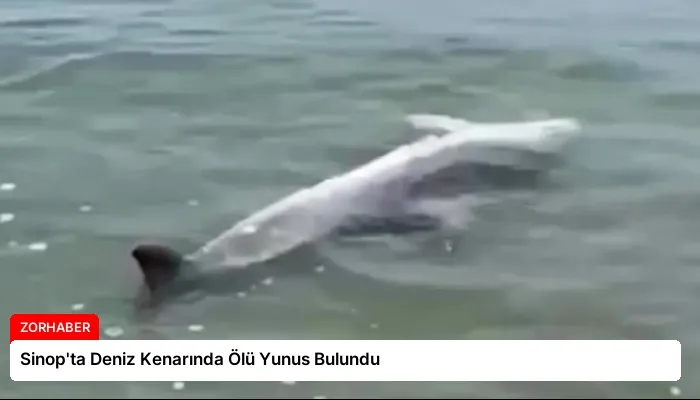 Sinop’ta Deniz Kenarında Ölü Yunus Bulundu