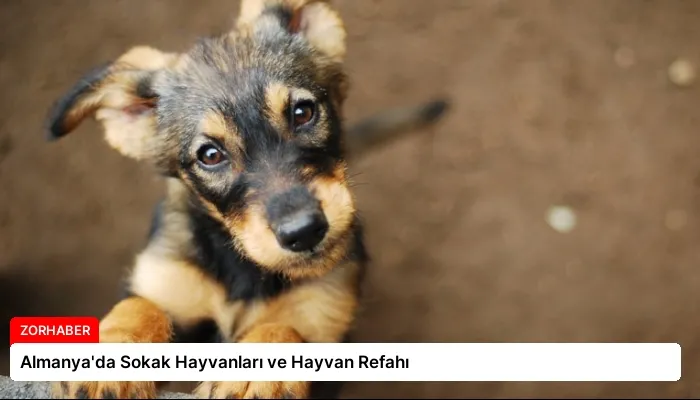 Almanya’da Sokak Hayvanları ve Hayvan Refahı