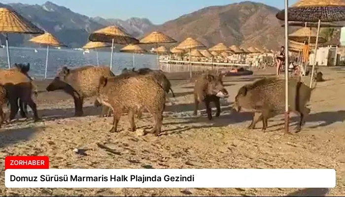 Domuz Sürüsü Marmaris Halk Plajında Gezindi