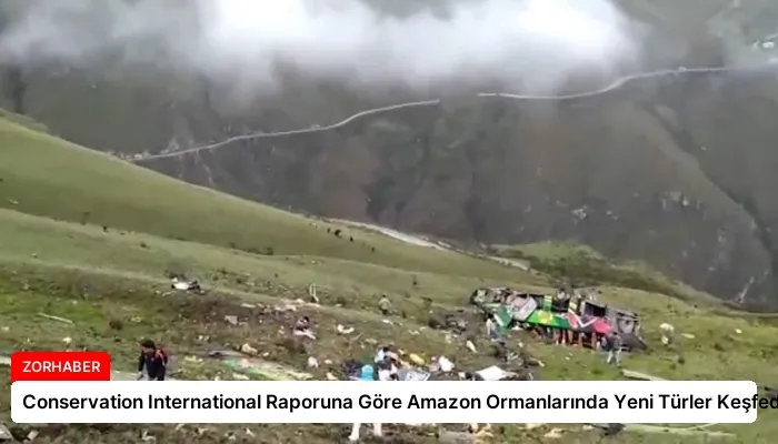 Conservation International Raporuna Göre Amazon Ormanlarında Yeni Türler Keşfedildi