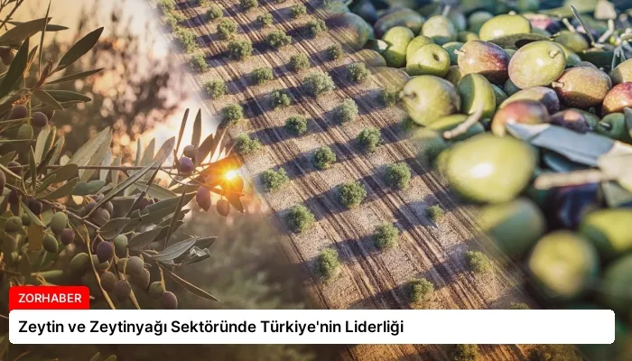 Zeytin ve Zeytinyağı Sektöründe Türkiye’nin Liderliği