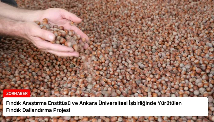 Fındık Araştırma Enstitüsü ve Ankara Üniversitesi İşbirliğinde Yürütülen Fındık Dallandırma Projesi