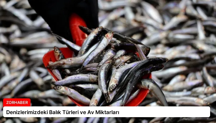 Denizlerimizdeki Balık Türleri ve Av Miktarları