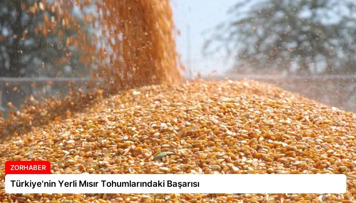Türkiye’nin Yerli Mısır Tohumlarındaki Başarısı