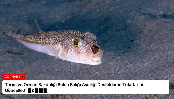 Tarım ve Orman Bakanlığı Balon Balığı Avcılığı Destekleme Tutarlarını Güncelledi ⏬👇