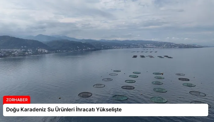 Doğu Karadeniz Su Ürünleri İhracatı Yükselişte