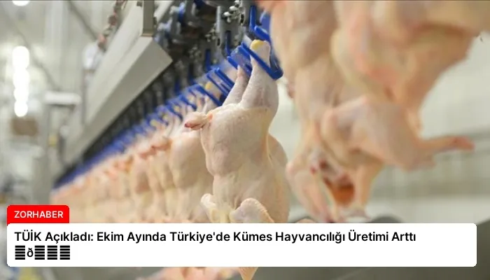 TÜİK Açıkladı: Ekim Ayında Türkiye’de Kümes Hayvancılığı Üretimi Arttı ⏬👇