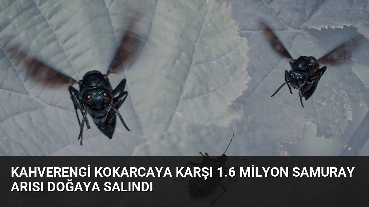 Kahverengi Kokarcaya Karşı 1.6 Milyon Samuray Arısı Doğaya Salındı