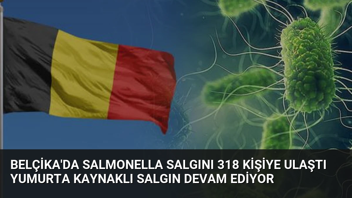 Belçika’da Salmonella Salgını 318 Kişiye Ulaştı Yumurta Kaynaklı Salgın Devam Ediyor